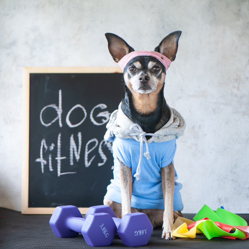 Sundhed og Sjov: En Guide til Hundefitness
